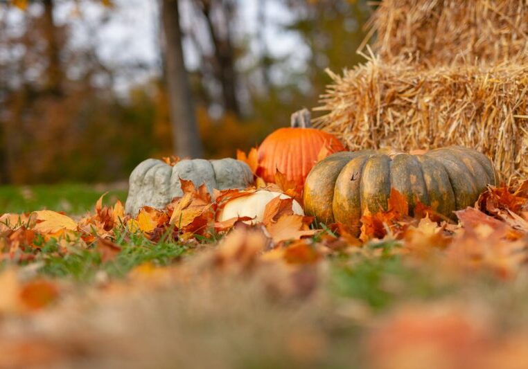 pumpkins on the ground with hay bales